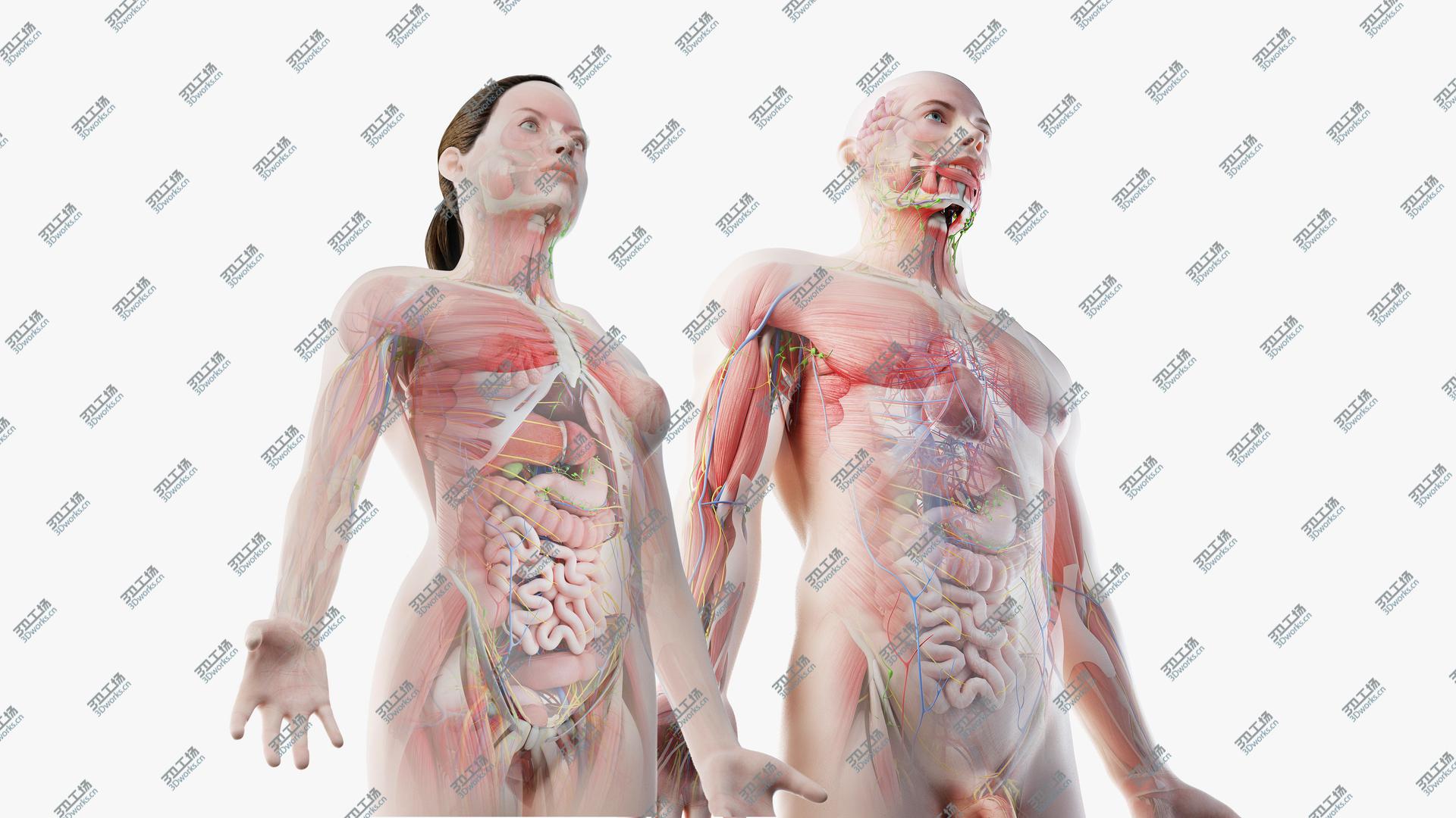 images/goods_img/20210113/3D Full Male And Female Anatomy Set (Cinema Rigged) model/2.jpg